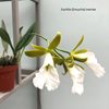 Euchile (Encyclia) mariae